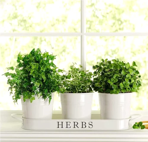 Herbs and Vegetables