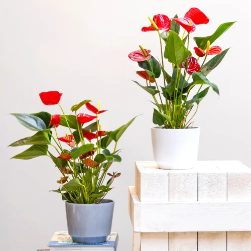 Indoor Flowering Plants