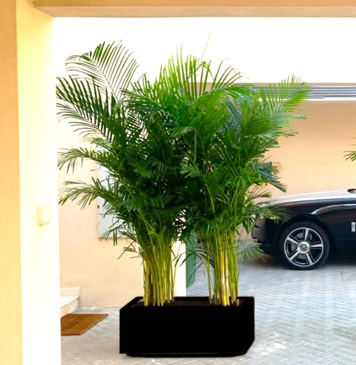 areca palm in black grp pot