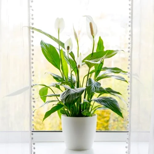 Air Purifying Plants