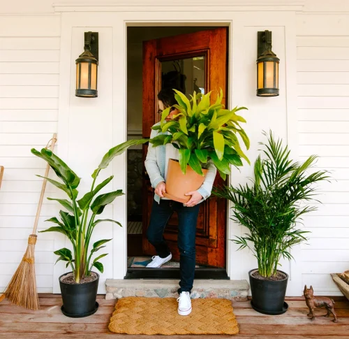 Palm Tree Bundles