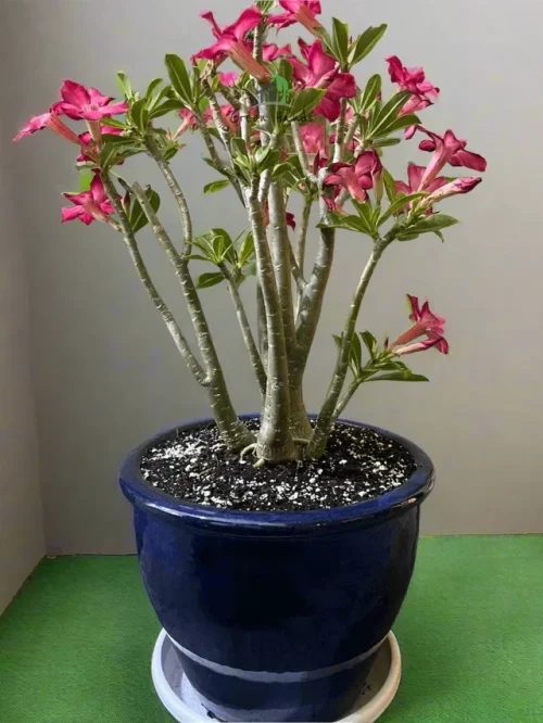 desert_rose_in_rollled_rim_pot