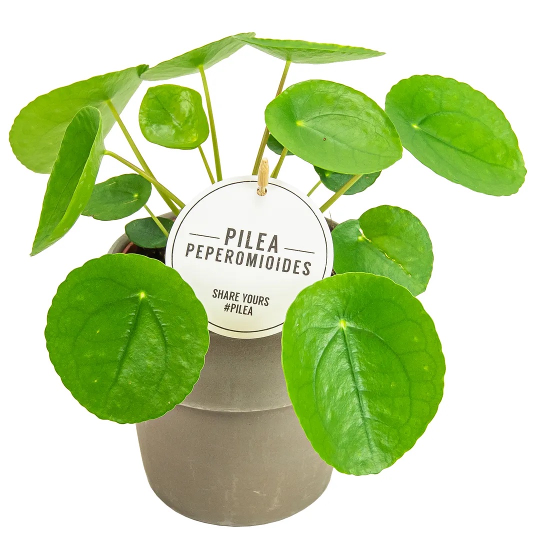 pilea greensouq