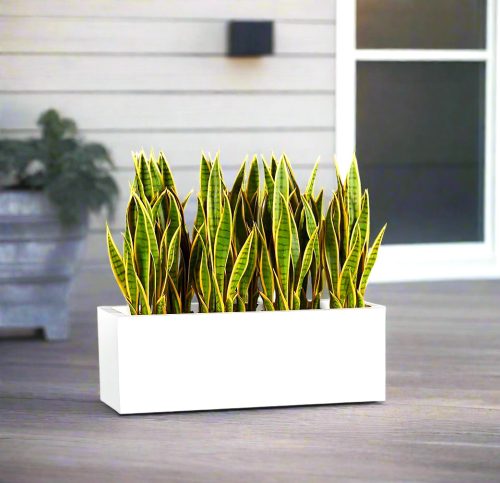 Snake Plant Planter