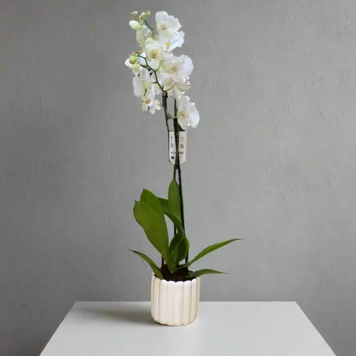 ribbed_pot_orchid