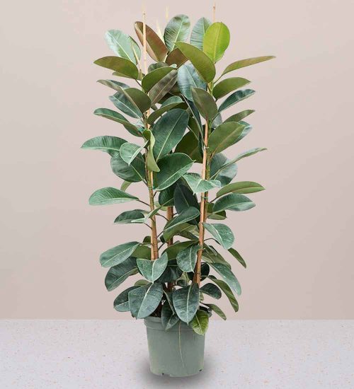 rubber plant tall 3pp