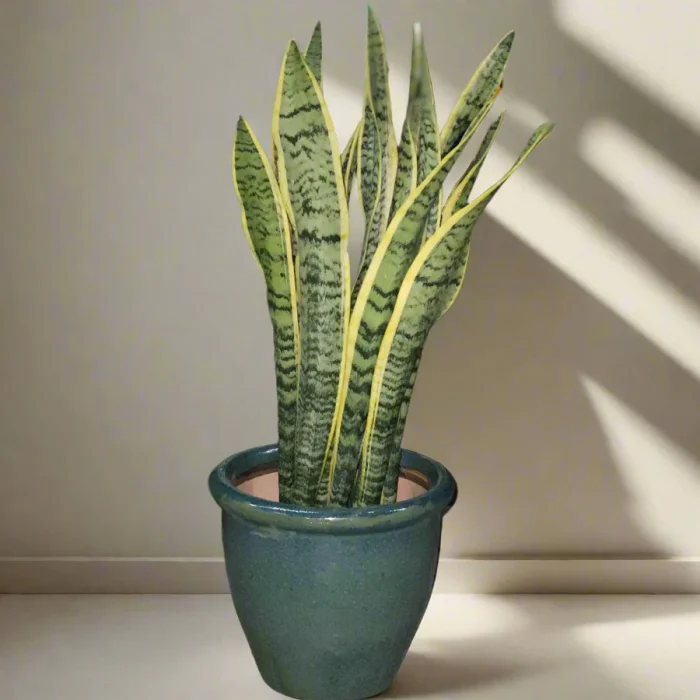 snake_plant_in_Rolled_rim_pot greensouq