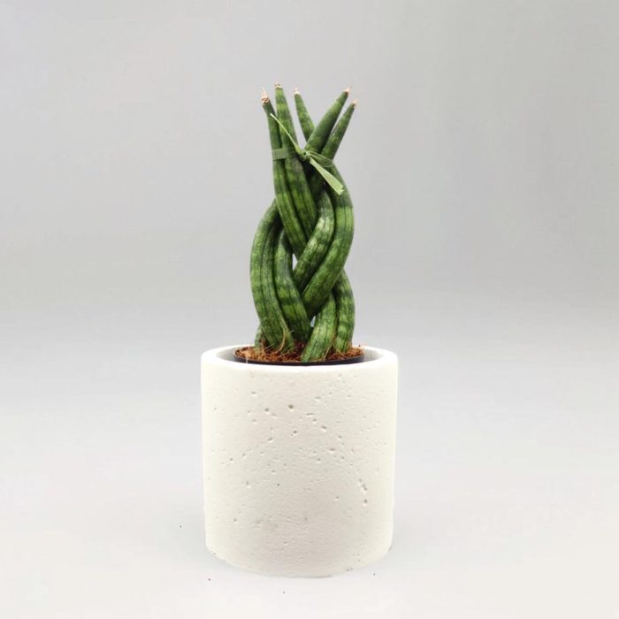 African spear , Sansevieria Cylindrica