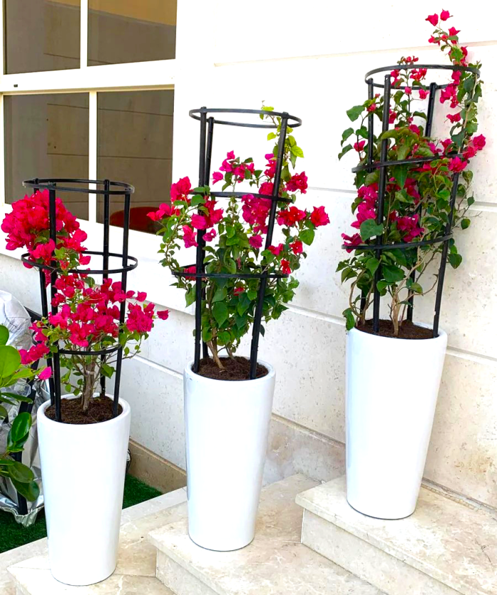 3 pcs bougainvillea