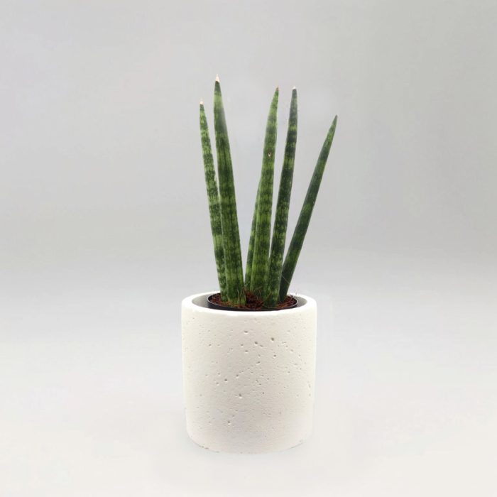 Sansevieria Cylindrica