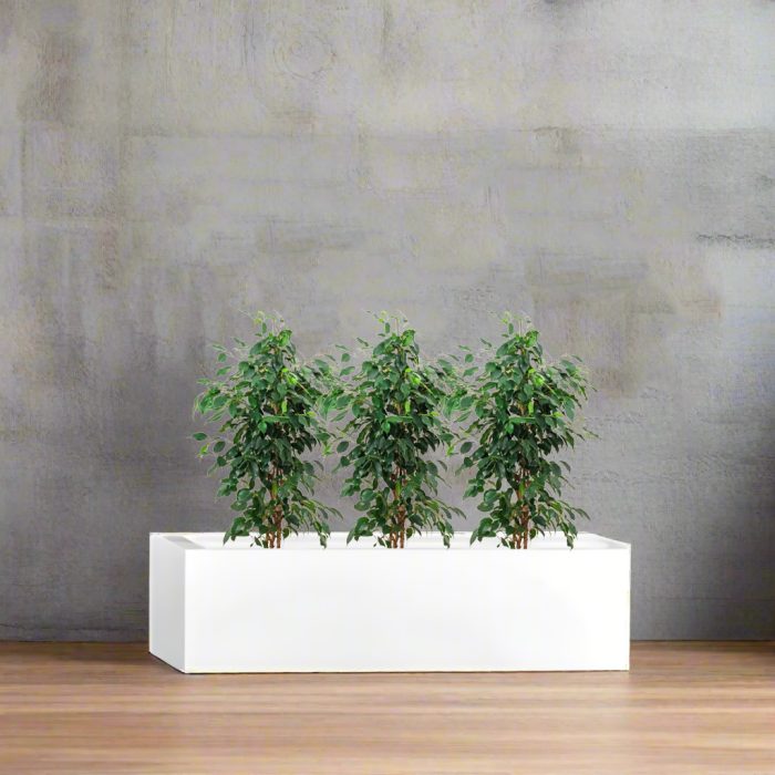 Ficus Planter