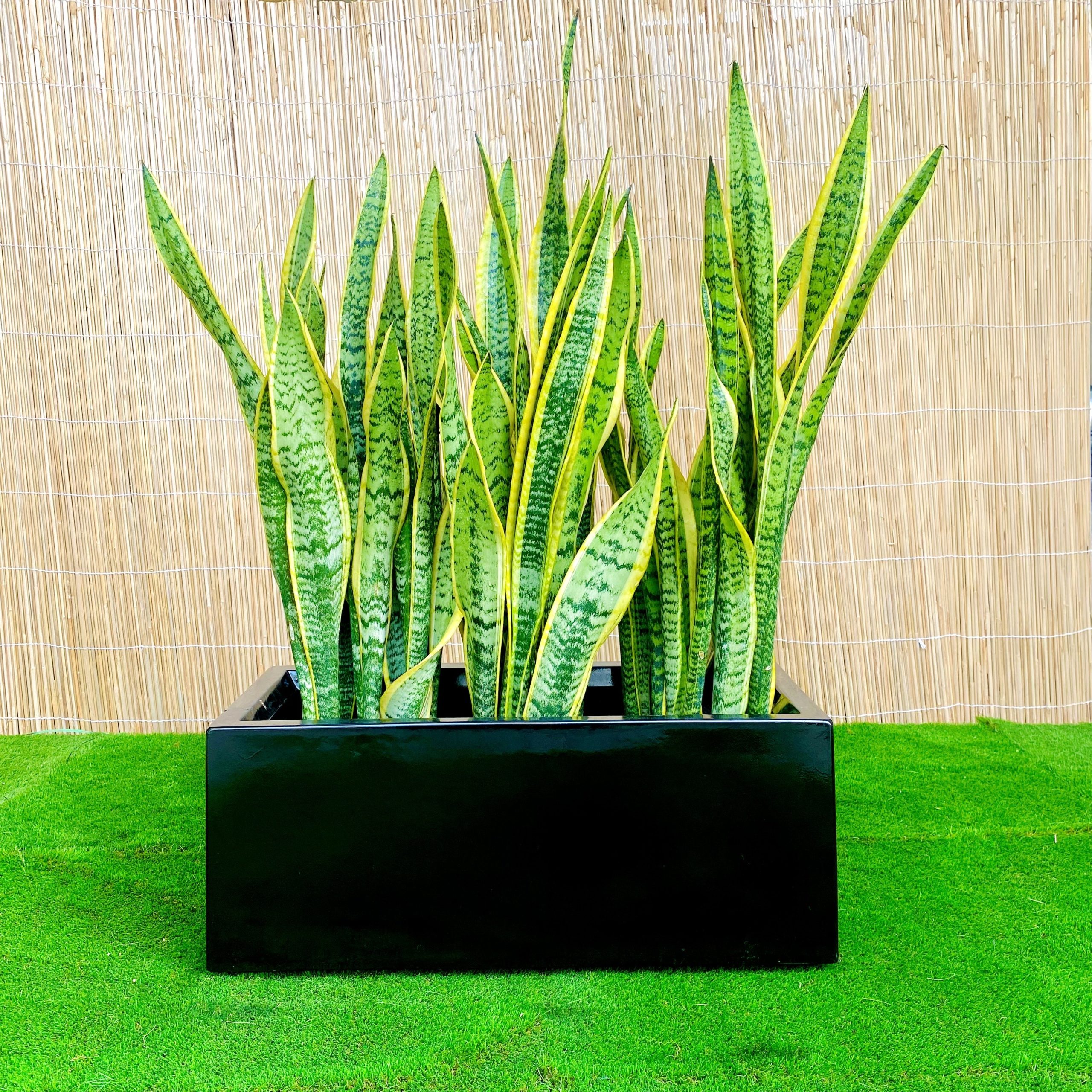 Snake Plants In Fiber Glass GRP Pot