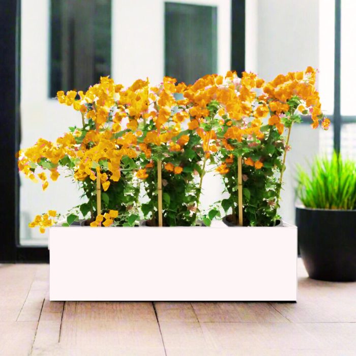 3 Bougainvilleas Planter