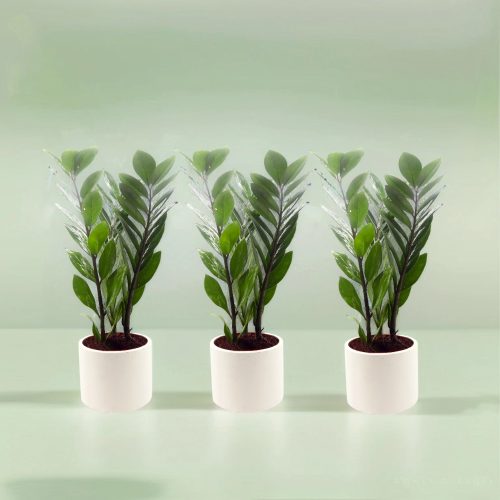 Bundle of 3 zz Plants