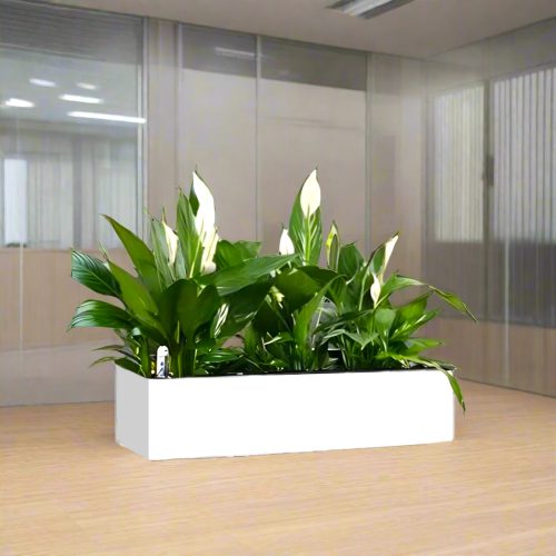 Peace Lily Planter