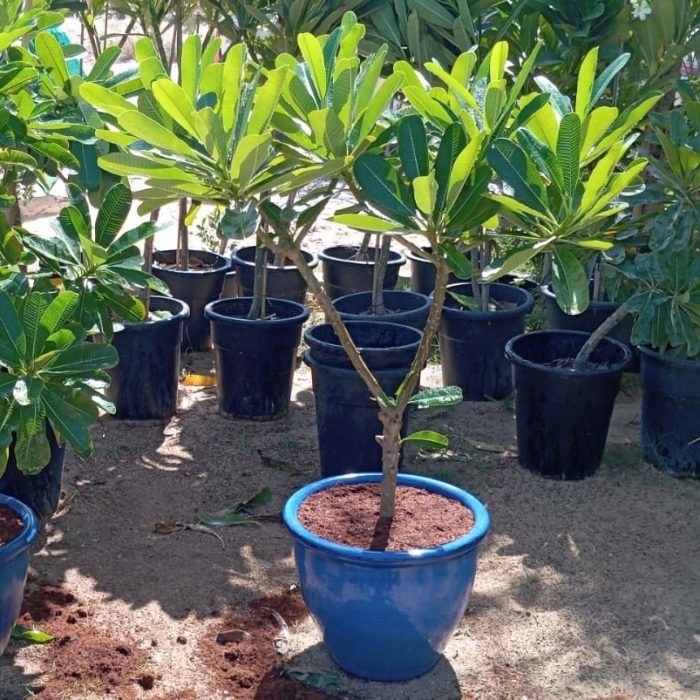 blue rolled rim pot plumeria