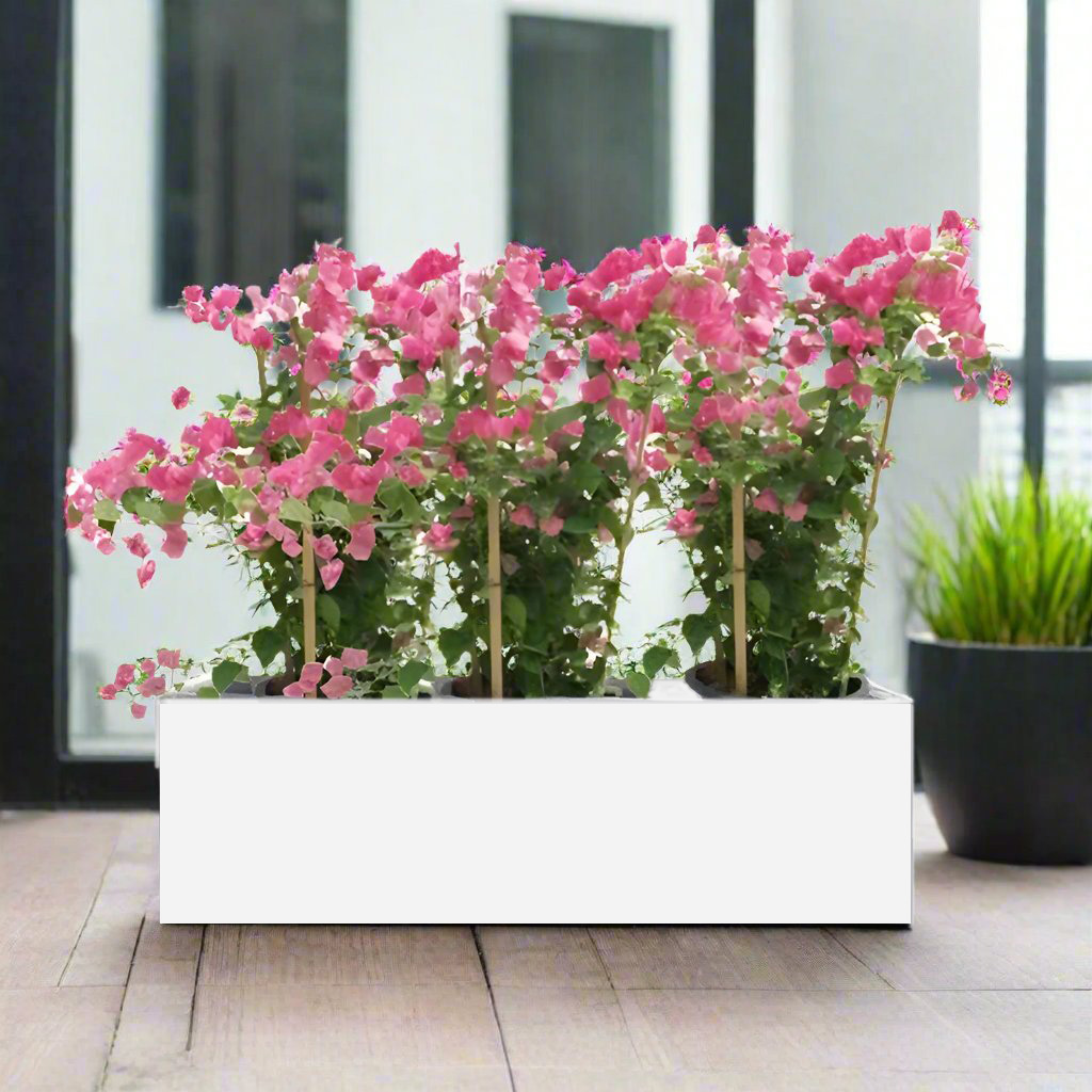 3 Bougainvillea Plants Planter