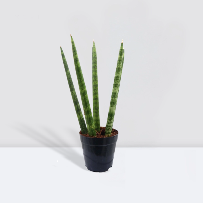 Sansevieria Cylindrica