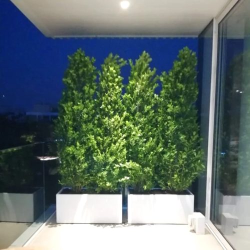 2x Ficus Cone in Fiber Glass Pot  (1.8m to 2m)