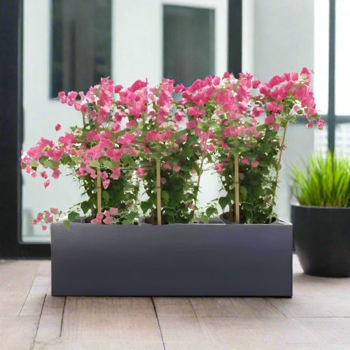 3 bougainvillea plant bundle