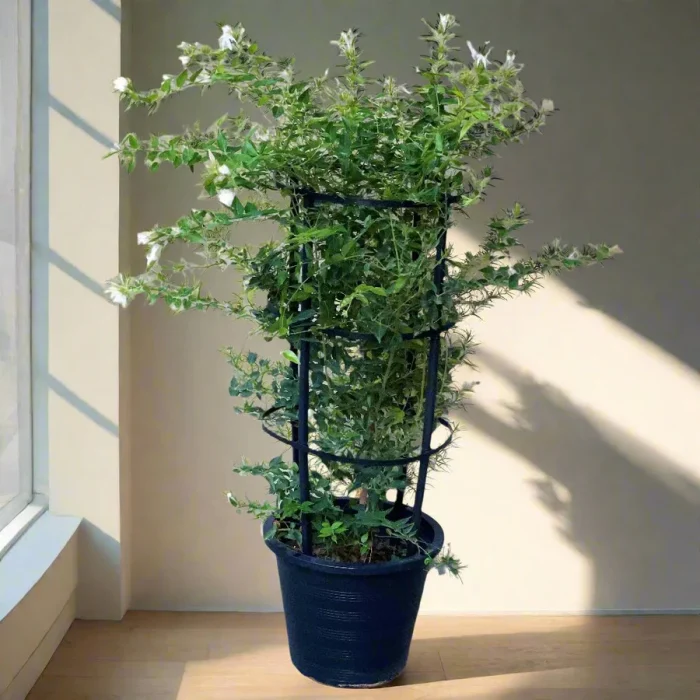 iraqi_jasmine