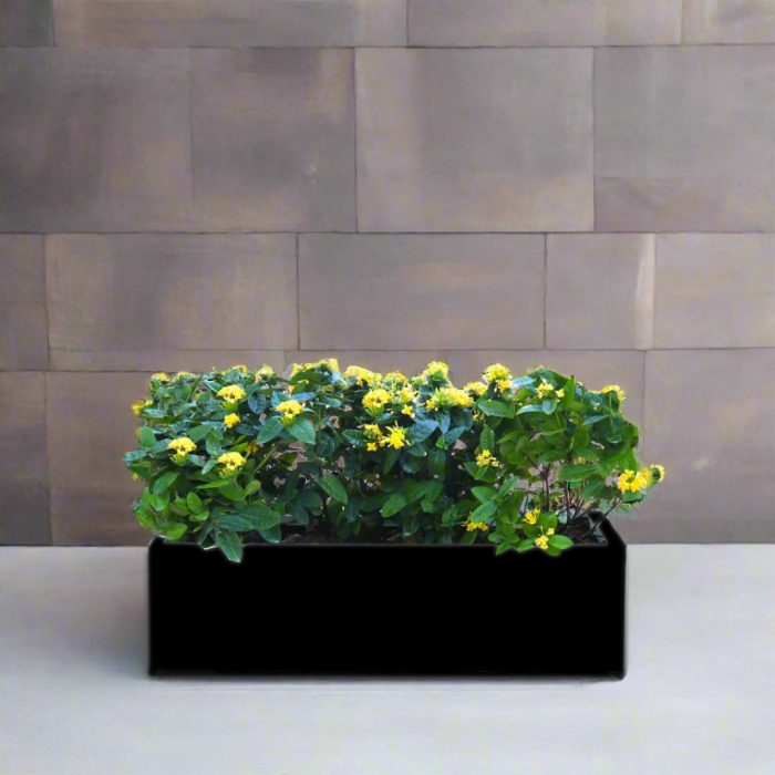 Ixora Chinensis Planter