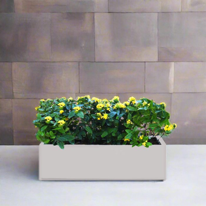 Ixora Chinensis Planter