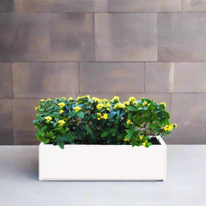 Ixora Chinensis Planter