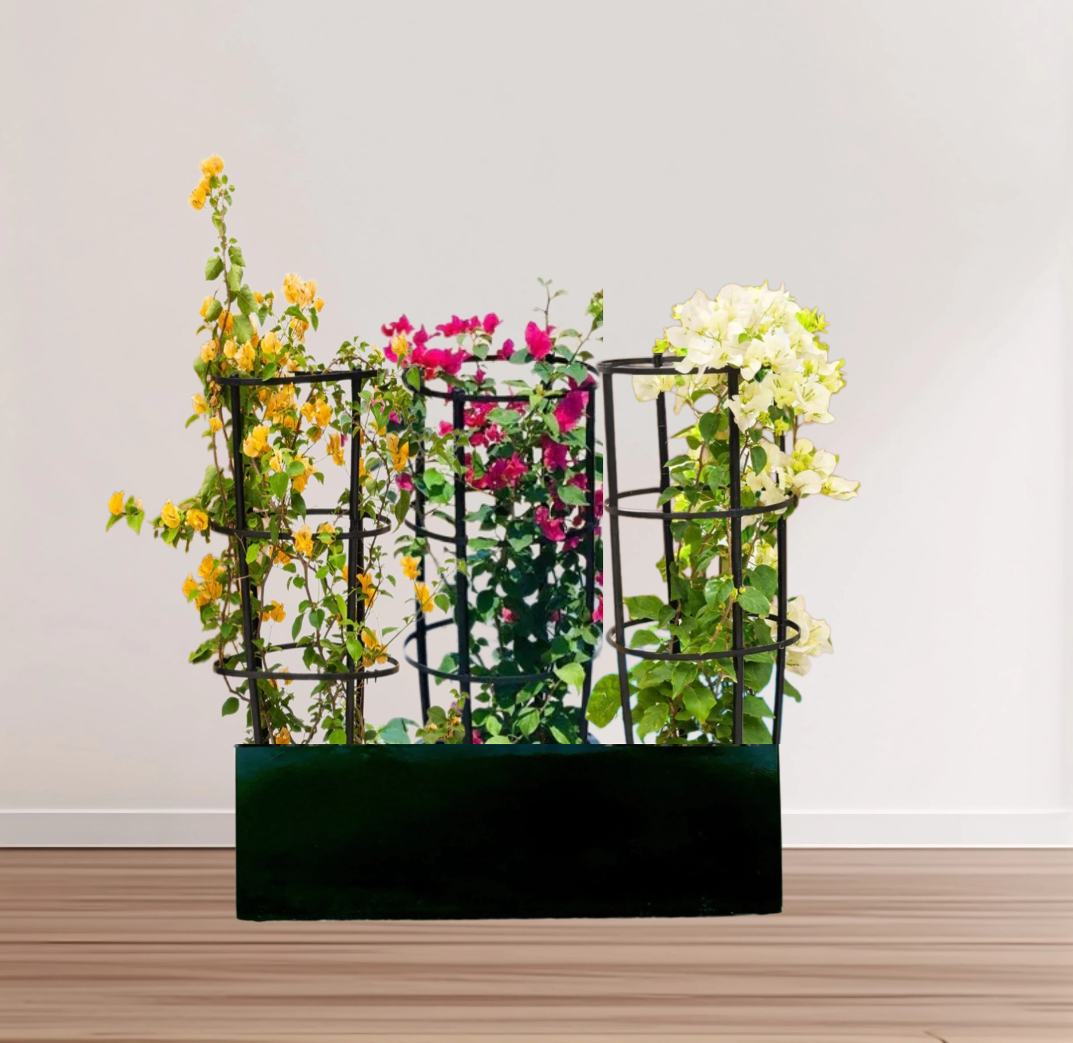 3 Bougainvillea Spectabilis 80 – 100cm in Grp Planter (100-30-30cm)