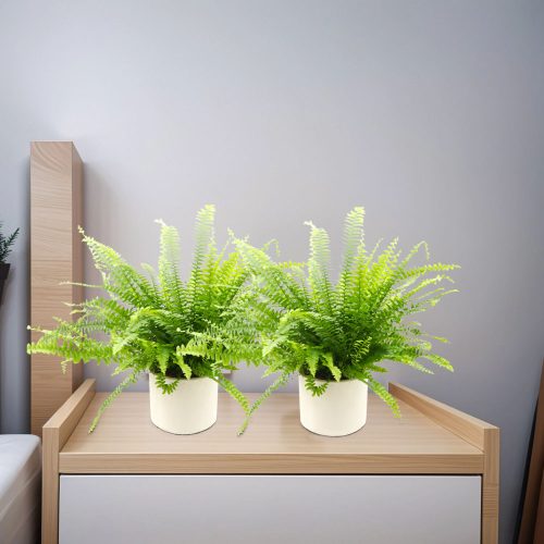 Pair of Boston Fern