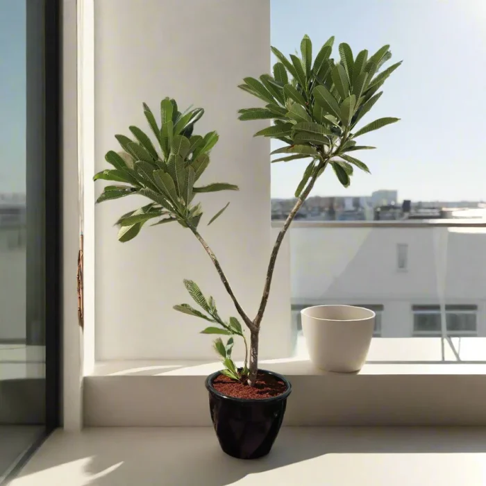 plumeria rolled rim pot