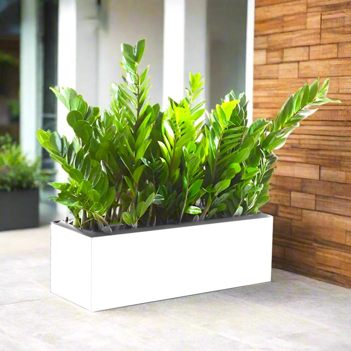 ZZ planter