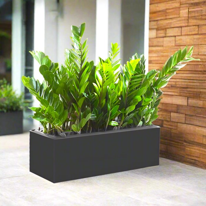 ZZ planter