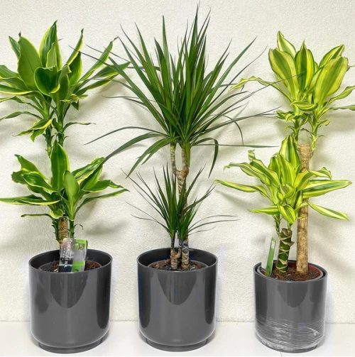 dracena plants set