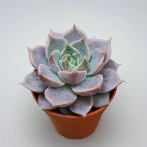 Echeveria_Echeveria_Hybrid_Marsic_