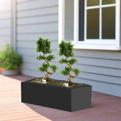 Fiscus S Bonsai Planter