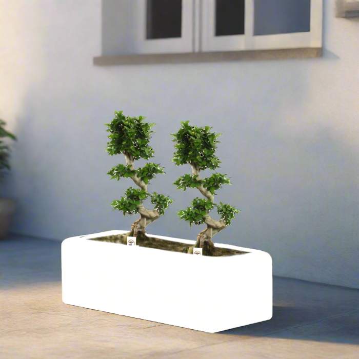 Fiscus S Bonsai Planter