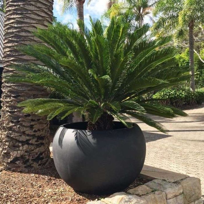 Giant Sago Palm - Fiber Pot