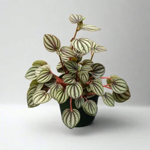 Peperomia Piccolo Banda