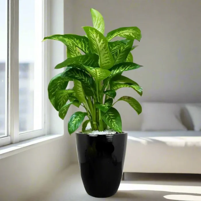 Potted-Dieffenbachia-Plant-in-Ceramic-Black-Pot_greensouq 2024