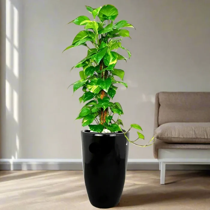 Potted-Money-Plant-in-Black-Ceramic-Pot_greensouq 2024