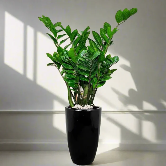 zz plant in black ceramic pot