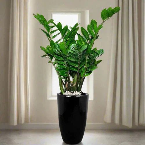 zz plant in black ceramic pot