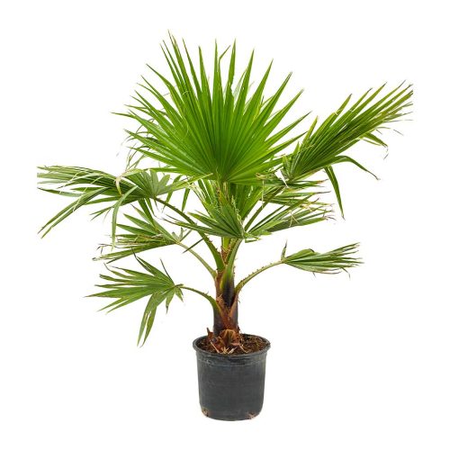 Washingtonia-robusta-Mexican-Fan-Palm-small in grp pot