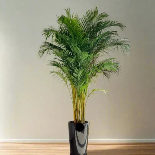 XXL-Areca-Palm-in-Premium-Black-Ceramic-Pot_greensouq 2024