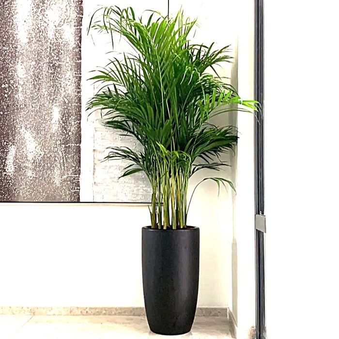 areca palm in black ceramic pot greensouq