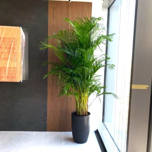 big areca in black ceramic pot greensouq