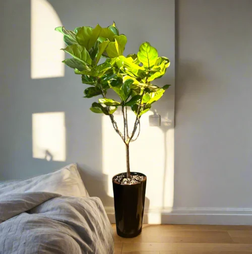 ficus lyrata in black pot