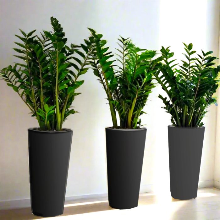 zamia Plants in black fiber pot