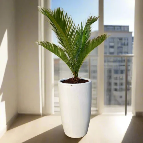 small_cycas_60-80cm_in_white_ceramic_pot greensouq